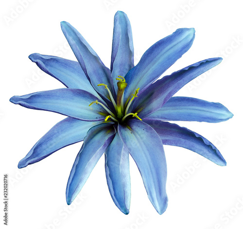 Blue flower lily on a white isolated background with clipping path no shadows. Closeup. Nature.