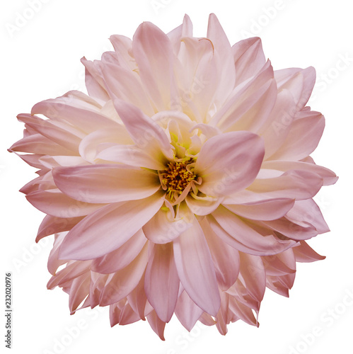 flower isolated. light pink dahlia on a white background. Flower for design. Closeup. Nature.