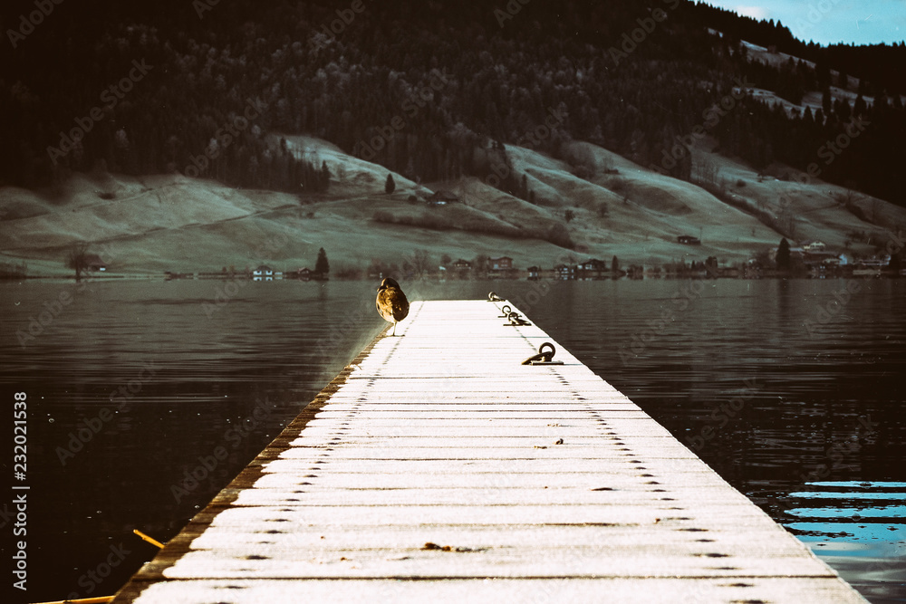 Naklejka premium Lonely bird sitting on the lake pier, coast with houses in the background