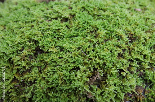 Green moss background © tktktk