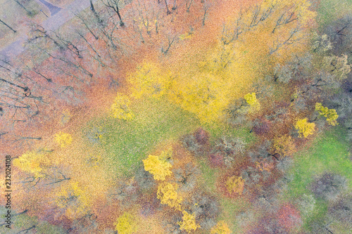 bright autumn landscape in morning fog top view. autumnal colorful season