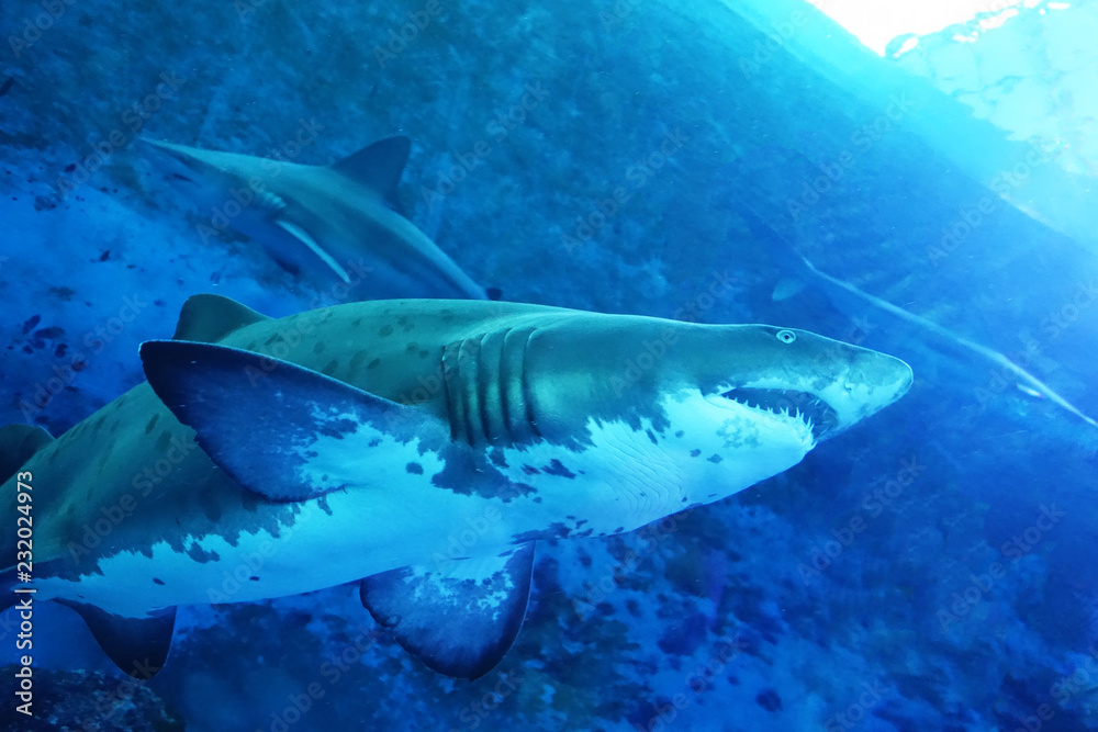 Fototapeta premium close up of big shark in an aquarium 