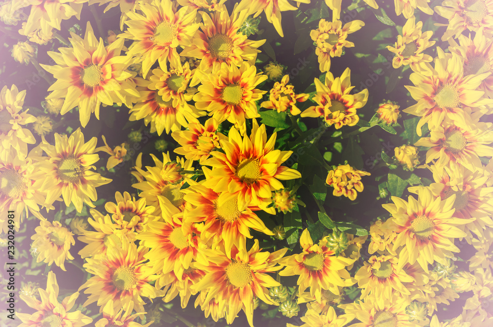Many yellow flowers are in the garden.,
Yellow flowers are blooming for the background. Many yellow flowers are in the garden.,
Yellow flowers are blooming for the background.