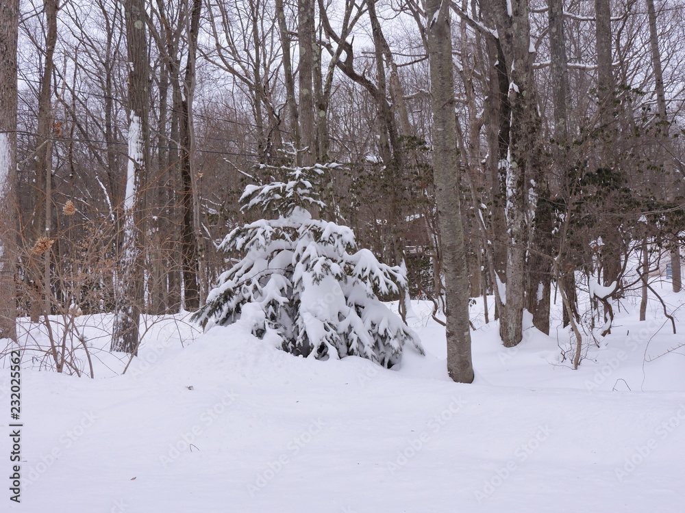 winter forest