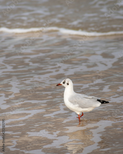 Seagull walking on a beach