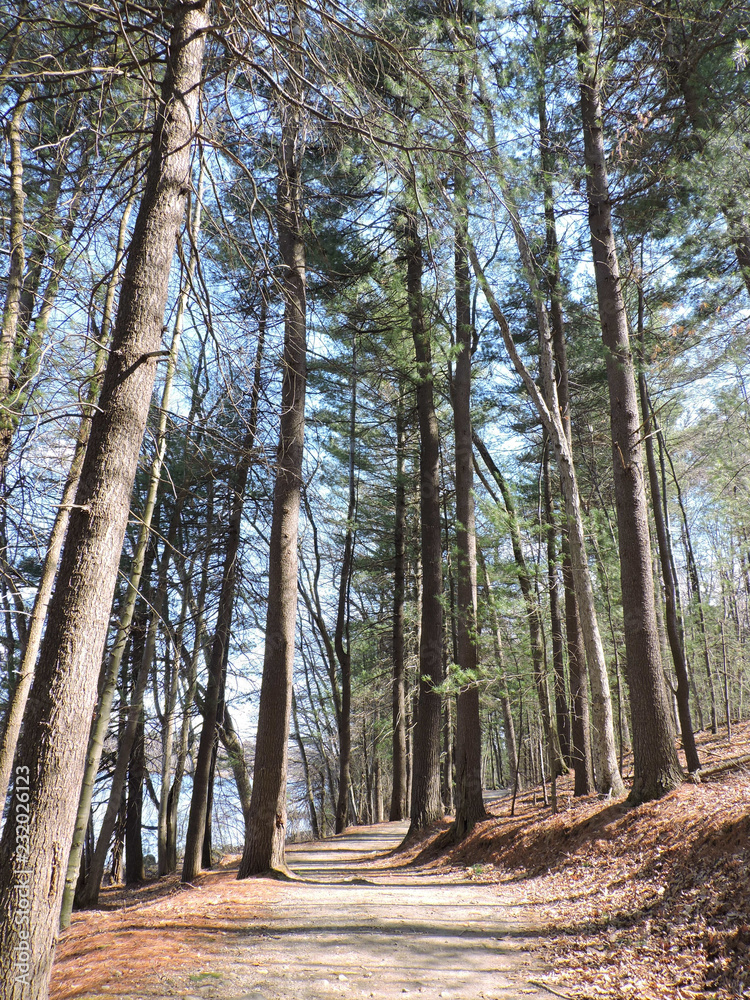 Fototapeta premium trees in forest