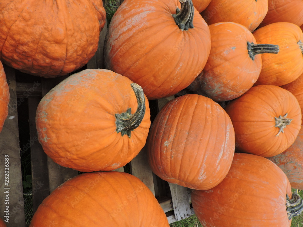 pumpkins for sale at farmers market pumpkins for sale at farmers market