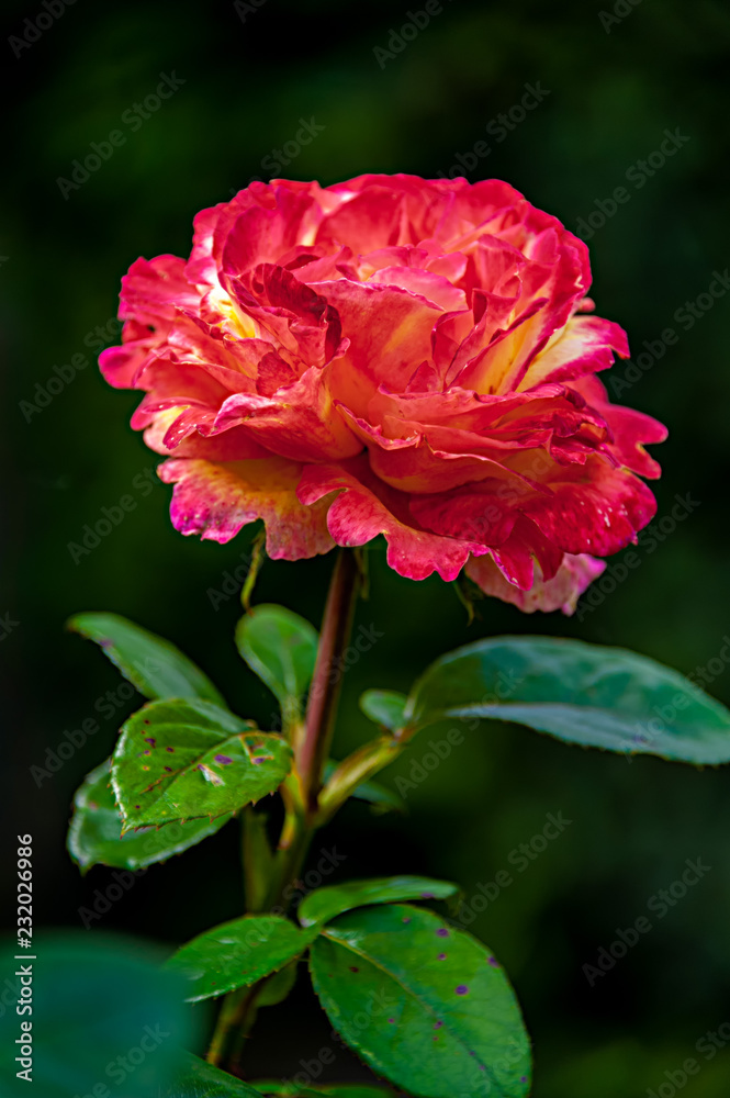 BEAUTIFUL YELLOW ROSE WITH PINK TIPS. Beautiful yellow rose with pink edge petals on blurred background.