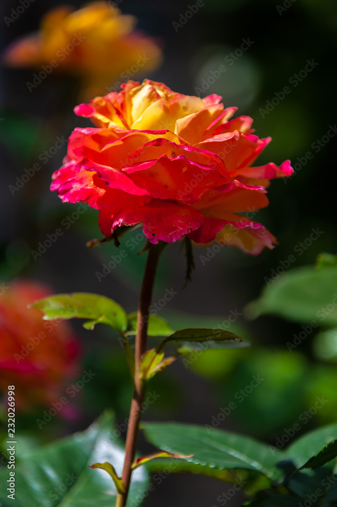 BEAUTIFUL YELLOW ROSE WITH PINK TIPS. Beautiful yellow rose with pink edge petals on blurred background.