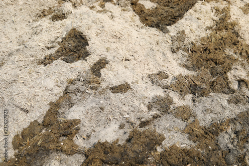 dry sugar cane use for burning in bioelectric energy photo