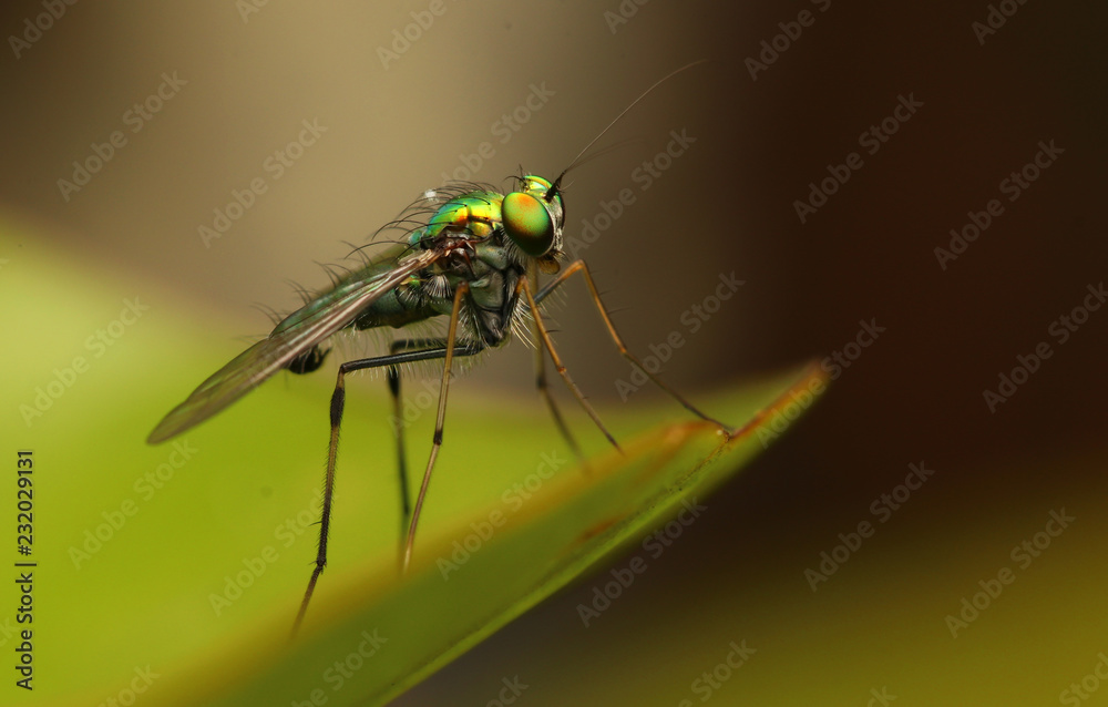 Green small fly have long legged stand on green leaves in natural park. Green small fly have long legged stand on green leaves in natural park.
