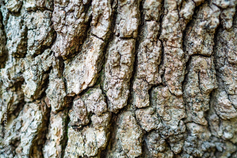 tree bark texture background, wooden texture pattern tree bark texture background, wooden texture pattern