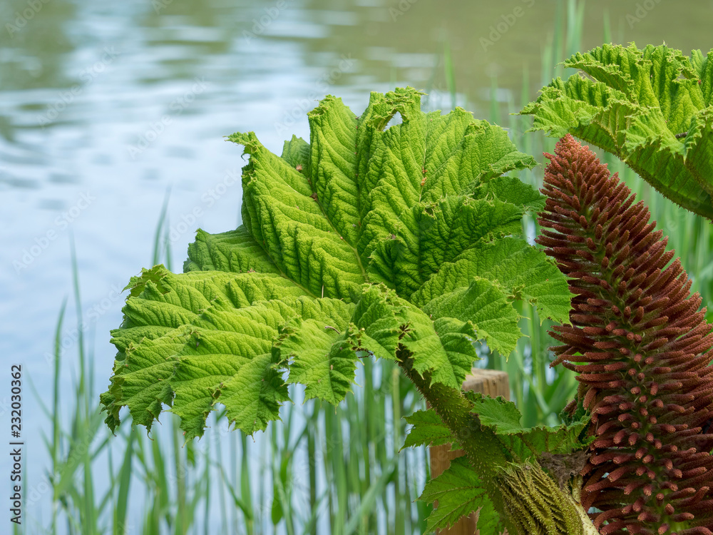 la-rhubarbe-g-ante-ou-gunn-re-du-br-sil-gunnera-manicata-une-plante