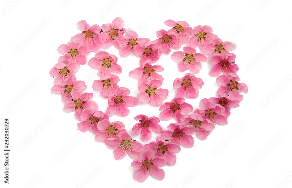 heart of sakura flowers