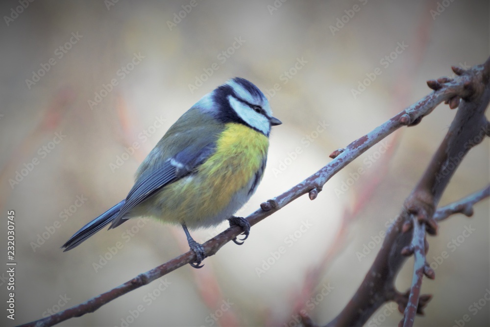 Fototapeta premium mesange bleue