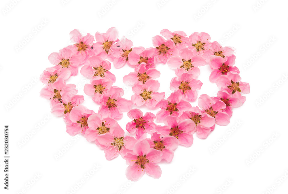 heart of sakura flowers heart of sakura flowers
