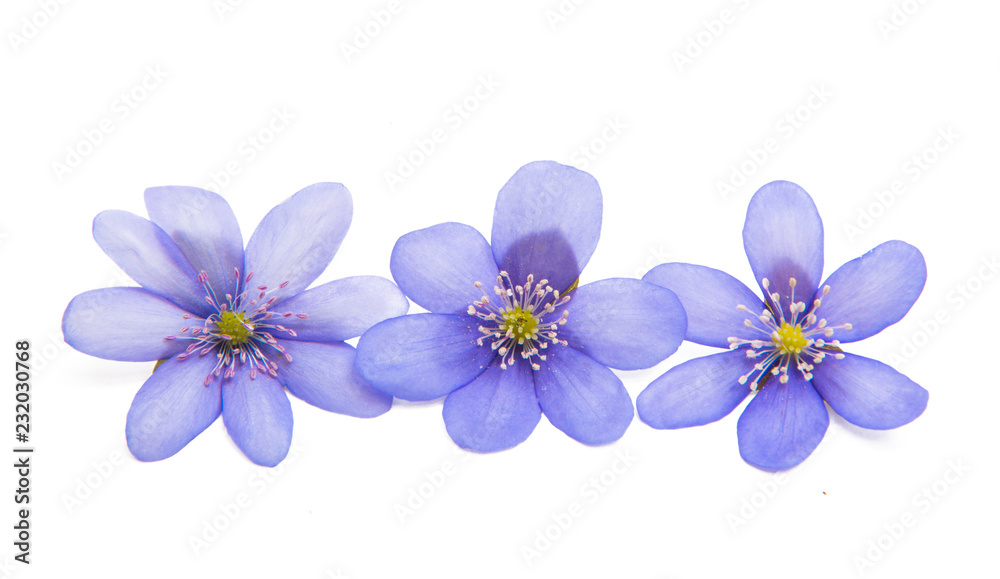 Obraz premium spring blue flower isolated