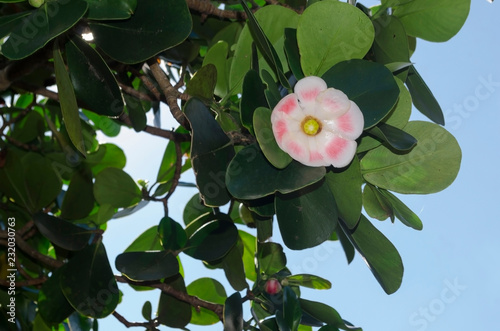 Clusia rosea, Copey the autograph tree, copey, balsam apple, pitch-apple, and Scotch attorney, is a tropical and sub-tropical plant species in the genus Clusia 