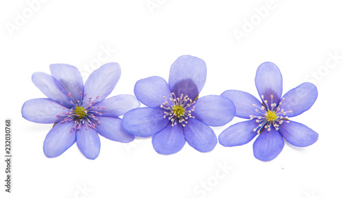 spring blue flower isolated © ksena32