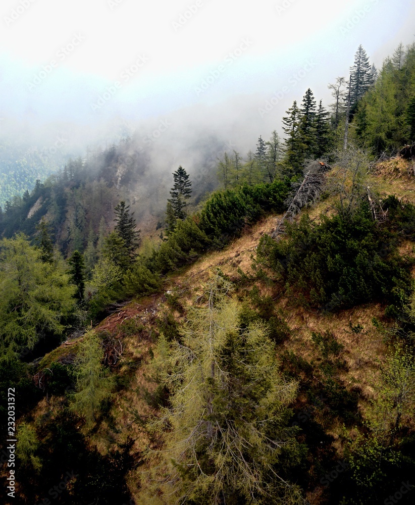 Obraz premium forest in the fog