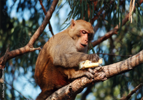 monkey on tree
