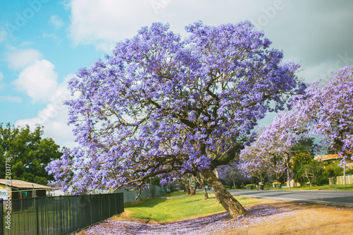 kwitnące drzewo jacaranda