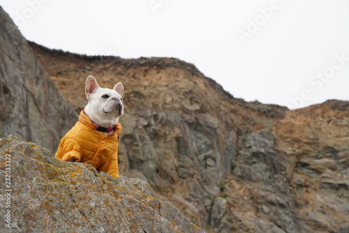 french bulldogdog photo