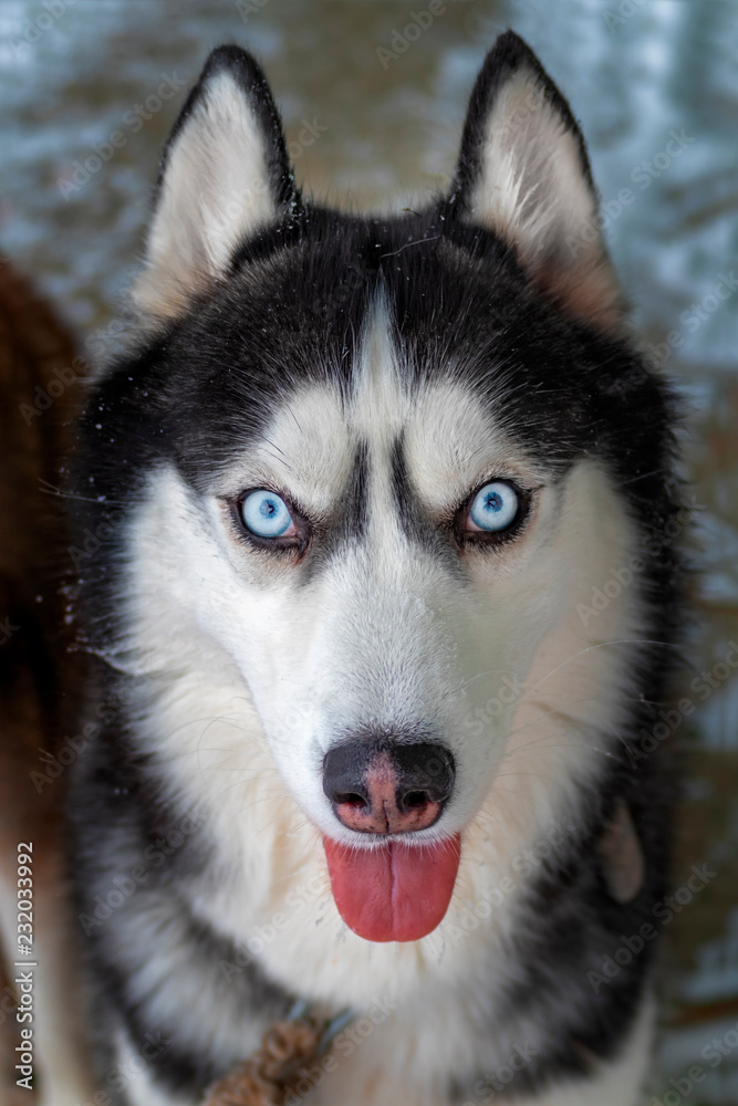 Portrait of Amazement Siberian Husky Dog opened mouth tongue out, front view.
