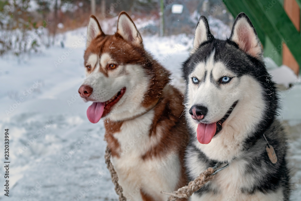 Beautiful portrait beautiful siberian husky dogs. Beauty portrait. Dogs cute face portrait. Beautiful siberian husky. Siberian husky dogs.