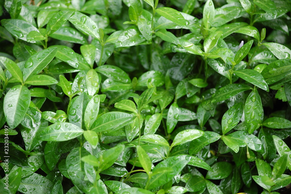 background of green leaves background of green leaves