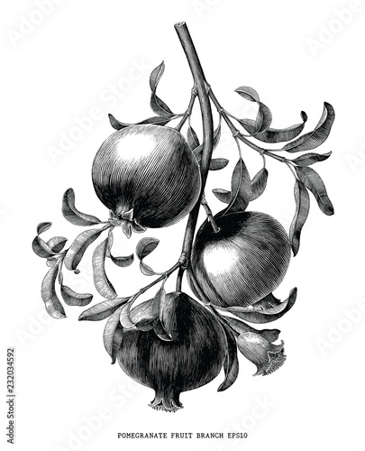 Pomegranate fruit branch botanical vintage engraving illustration isolated on white background