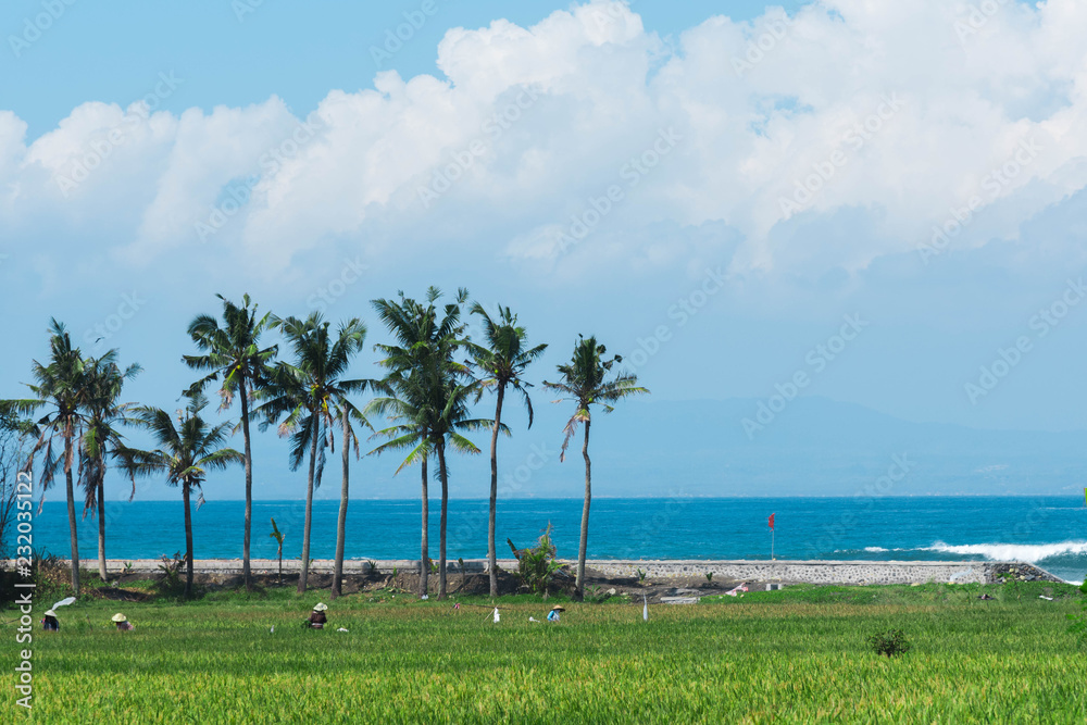 Fototapeta premium People working on the rice field close to the sea on Bali island