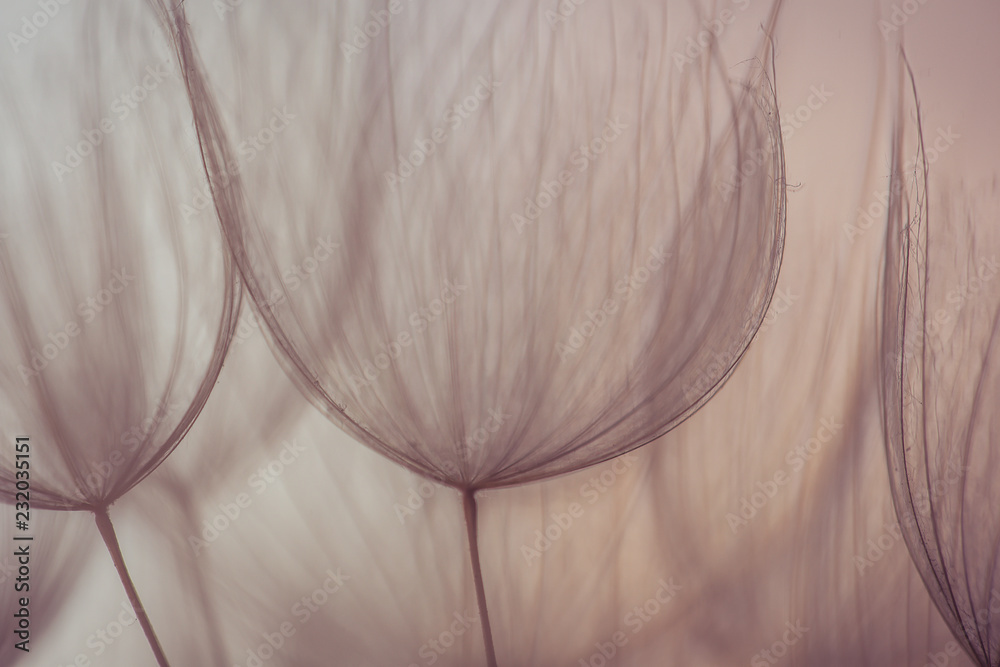 Dandelion abstract background. Shallow depth of field. Spring background Dandelion abstract background. Shallow depth of field. Spring background