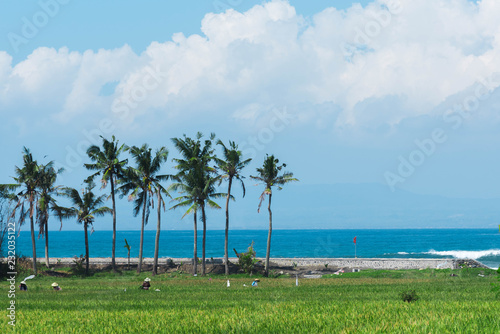 Wallpaper Mural People working on the rice field close to the sea on Bali island Torontodigital.ca