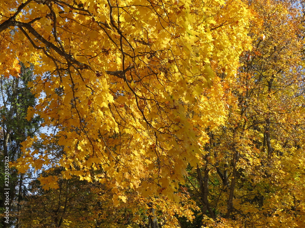 Autumn leaves. (The Vast Russia! Sergey, Bryansk.) Autumn leaves. (The Vast Russia! Sergey, Bryansk.)