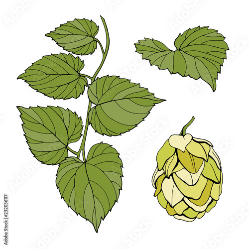 Set of leaves and cones of ordinary hops. Vector illustration