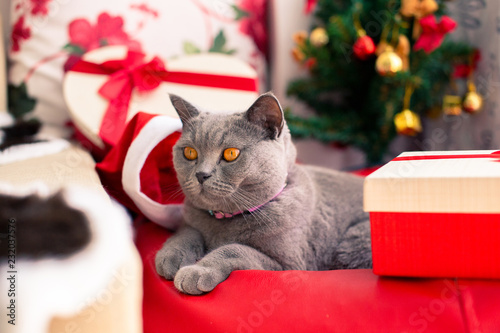 Scottish Fold mixed with British Shorthair cat in gray color wearing santa claus hat with many gifts and Christmas tree laying down in cozy home.