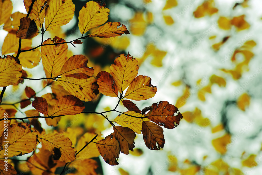 Colorful impression with beautiful autumn leaves