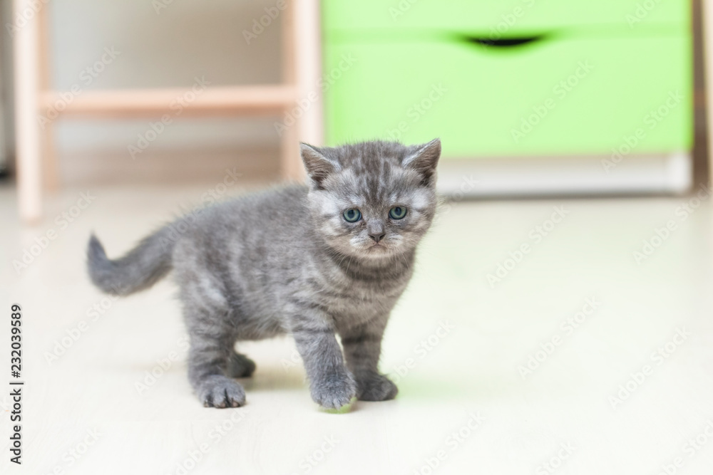 Gray young kitty playing home