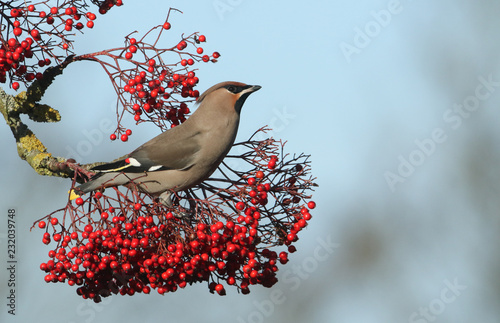 A magnificent Waxwing (Bombycilla garrulus) feeding on Rowan tree berries in the UK.	