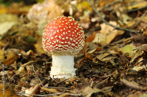 A beautiful Fly agaric fungus (Amanita muscaria) growing in a forest.	