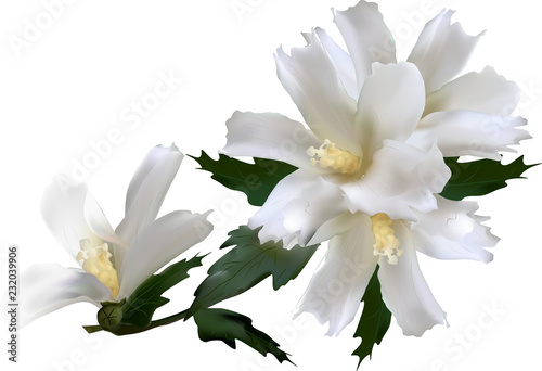 Fototapeta Naklejka Na Ścianę i Meble -  four hibiscus flowers isolated on white
