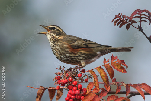 Photos A beautiful Redwing (Turdus iliacus) feeding on Rowan tree berries in the Highlands of Scotland