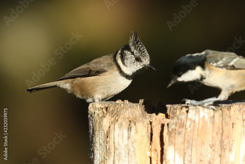 A rare Crested Tit (Lophophanes cristatus) and a Coal Tit (Periparus ater) feeding on a wooden tree stump in the Abernathy forest in the highlands of Scotland.  photo