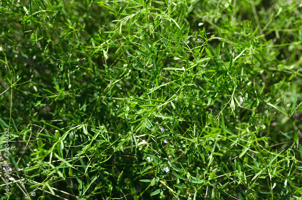 Green grass background, top view photo. Green grass background, top view photo.