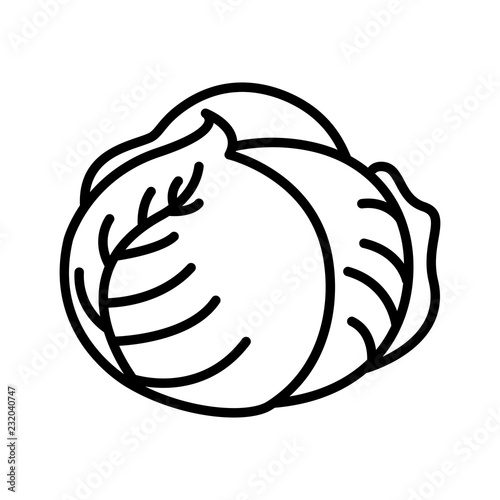 Vegetable collection - cabbage. Line icon of whole cabbage head. Vector Illustration 
