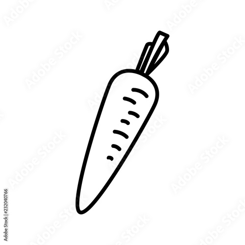 Vegetable collection - carrot. Line icon of taproot of carrot. Vector Illustration 