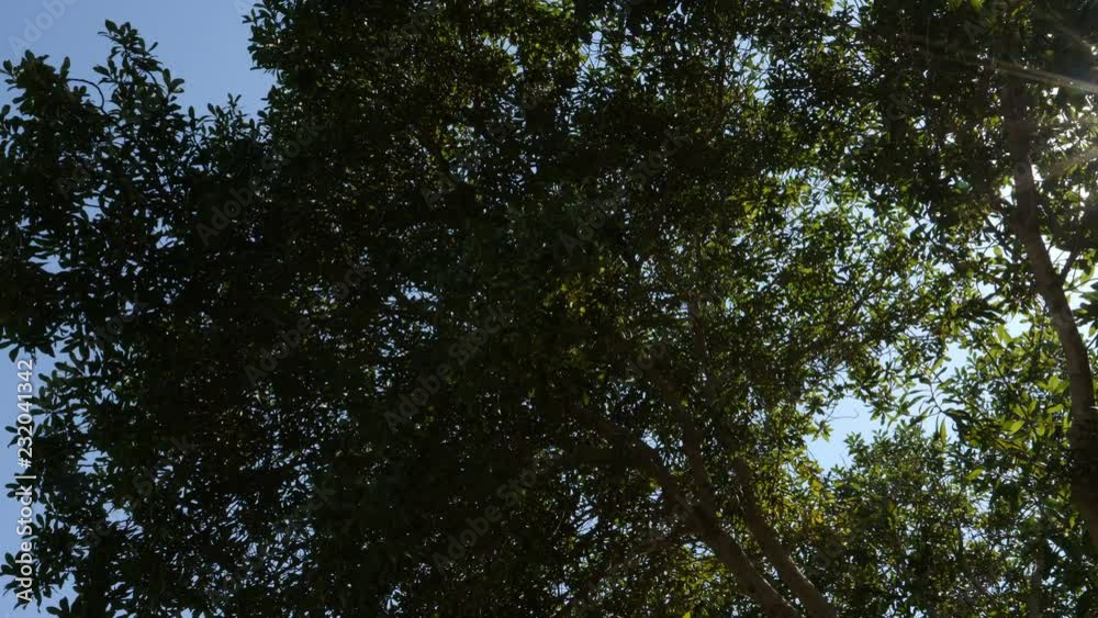 Green tree against the sky. Green tree against the sky.