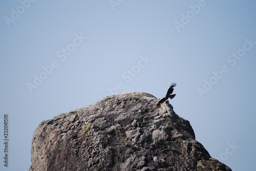 eagle flying around rock