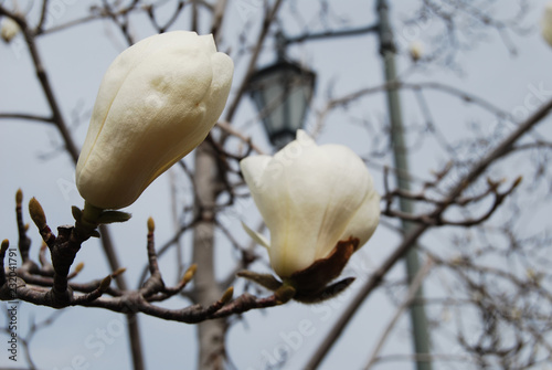 magnolia blossoming 